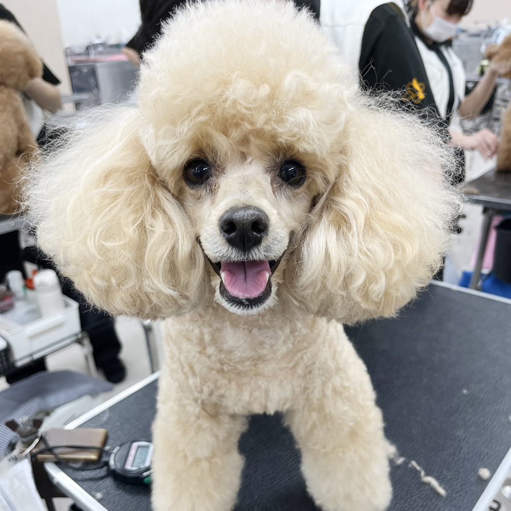 ２年生はお客様の愛犬をトリミング♪②